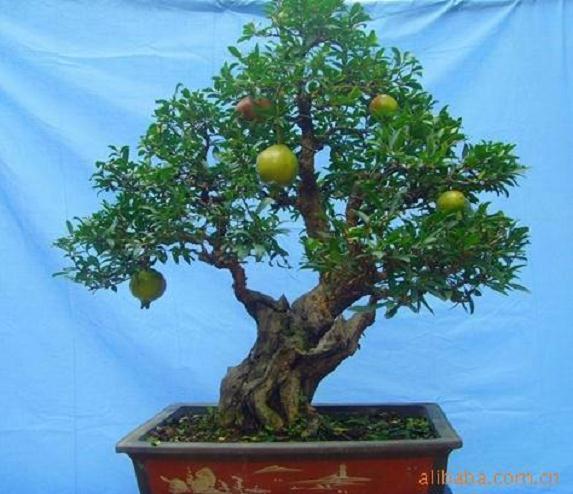 沂源桂花新宠“千手观音“亮相山东桂花盆景艺术展