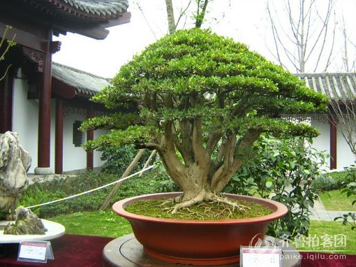 山东花卉市场火起来了 鲜花盆景涨价三成多