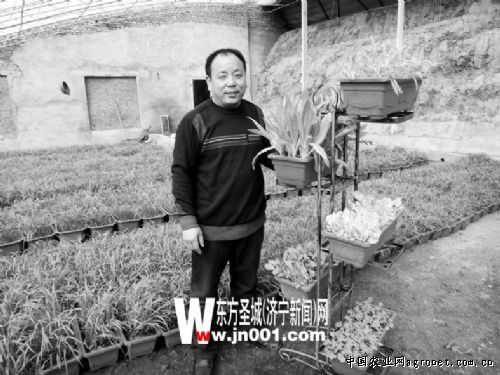 山东汶上盆景韭菜一盆百元 既能欣赏又能食用(图)