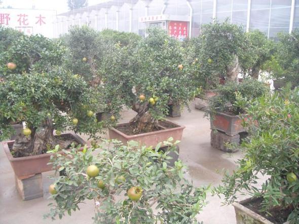 山东:破旧鞋子成花盆 青岛环卫工人种盆景废物利用