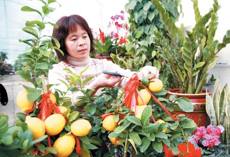 山东乳山：水果盆景渐入花卉市场