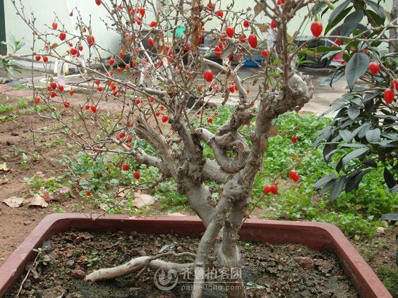 山东:元旦春节已临近 盆景花卉销售“绿意浓”