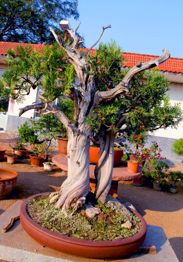 山东:十多盆景观花一夜间失踪 怀疑被人为破坏