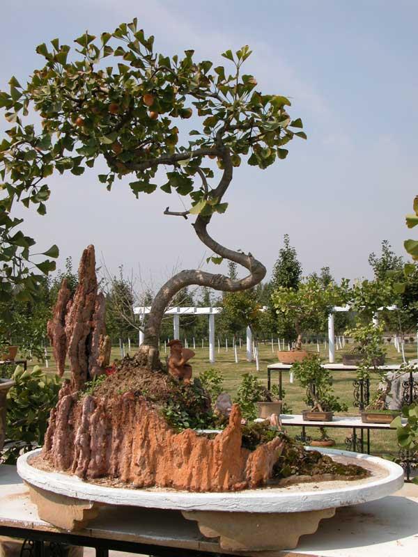 山东滕州召开中国首届国际奇石盆景博览会