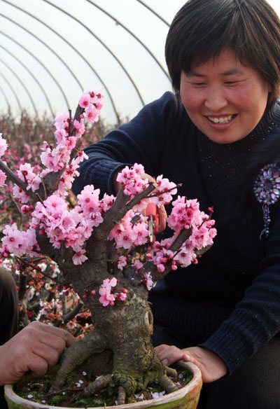 山东郯城千姿梅花盆景俏销市场