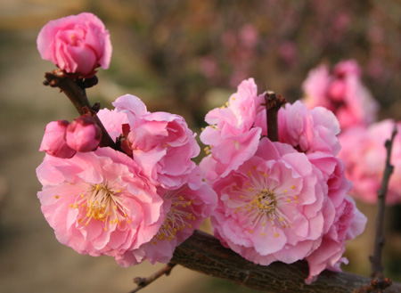 山东郯城千姿梅花盆景俏销市场