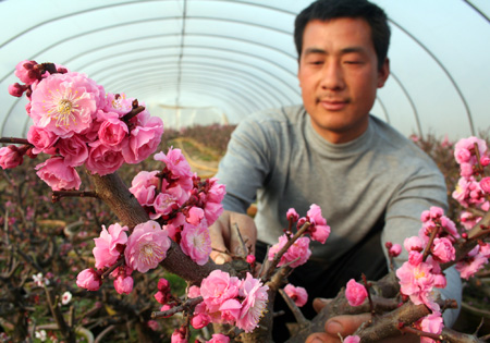 山东郯城千姿梅花盆景俏销市场
