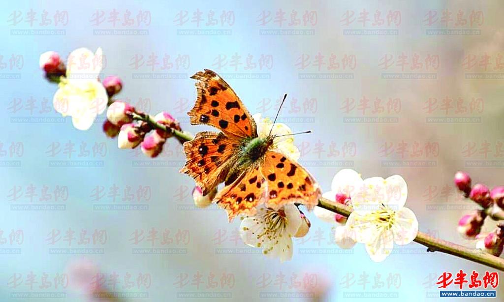 盛花期到 青岛梅园万株梅花2000多盆景等您赏