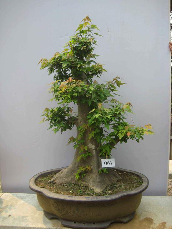 “盆景绿化”,青岛要付多少费?(图)