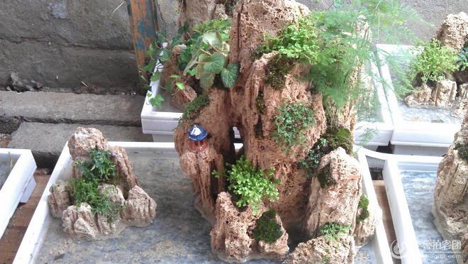 首届盆景展在青岛南山花鸟鱼石市场举行