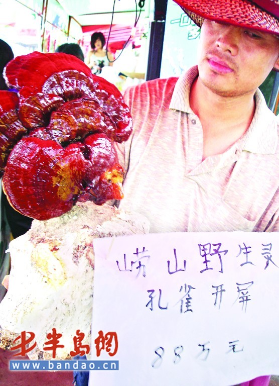 青岛:摊主卖盆景灵芝也玩炒作 头天卖4万次日涨到88万