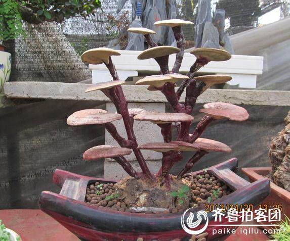 淄博齐鲁网走进中国书画雕刻盆景艺术研究院