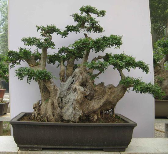 淄博临淄:不做“盆景” 生态文明乡村建设结硕果