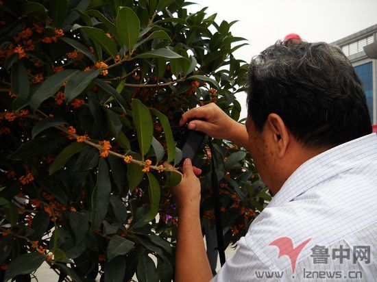 淄博首届盆景花卉展持续到16日