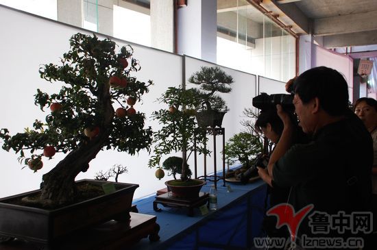 淄博首届盆景花卉展持续到16日