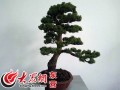 东营首届盆景邀请展今日开展 131件盆景精彩亮相