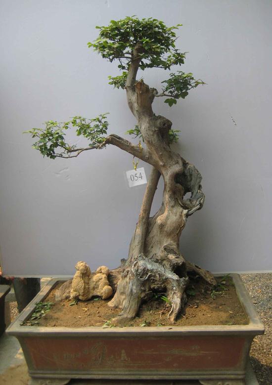 中韩国际盆景赏石博览会盛装开幕