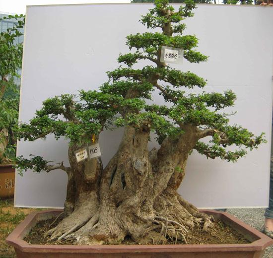 2006中韩威海盆景文化艺术交流展