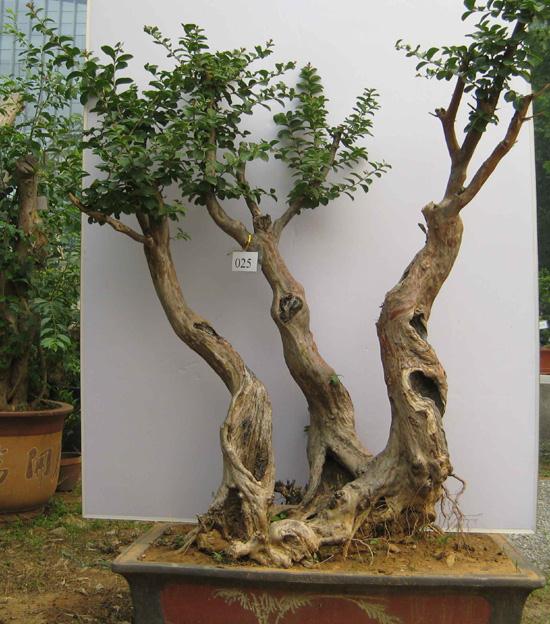 烟台首届黄海城市花园杯桂花盆景奇石展昨日开幕