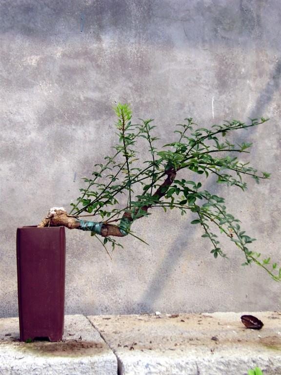 08中韩(烟台)国际盆景赏石博览会9月6日开幕