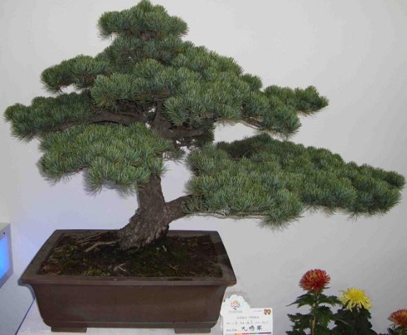 盗挖古树制作盆景 潍坊偸树老汉被抓竟称不知违法