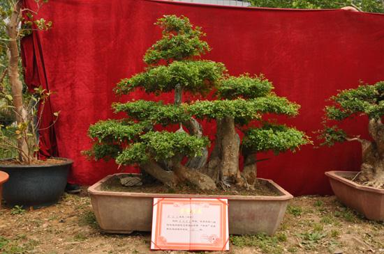 莱州一市民种百年荆条盆景 繁花似锦香满街