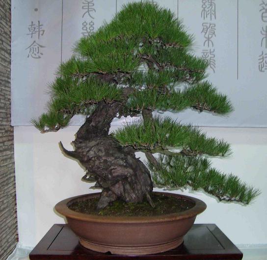 潍坊市民修剪迎春花盆景30年 把盆景当成哄小孩