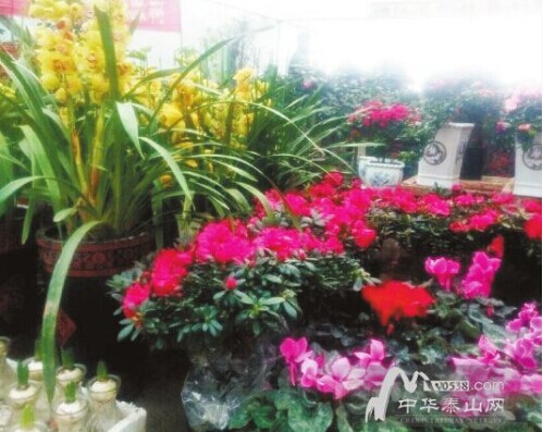 300元以上盆景难出售 泰安小盆绿萝成销售明星