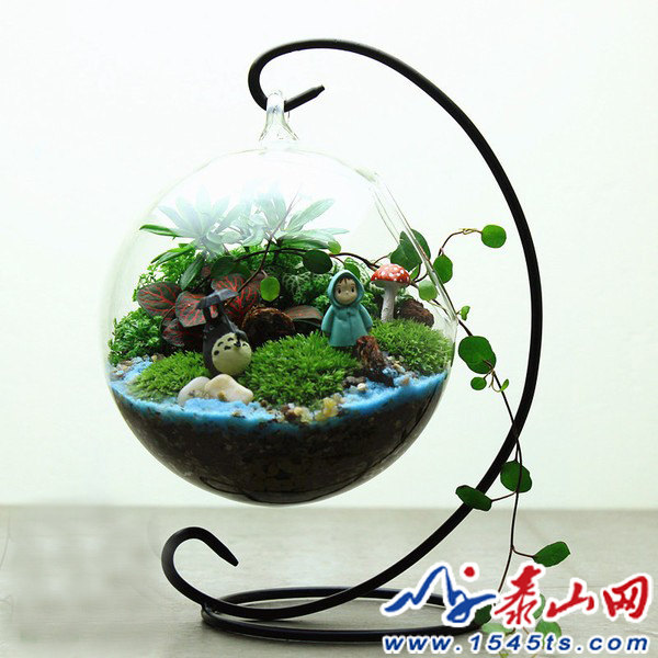 1.jpg 泰安花期较长花卉微景观盆景受市民青睐