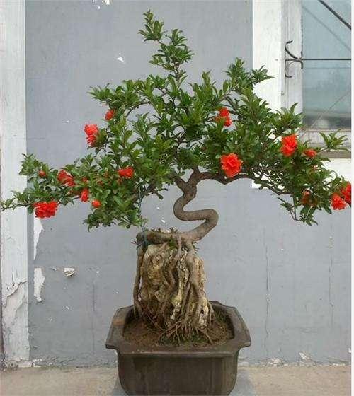 泰安的山为盆景楼作盆