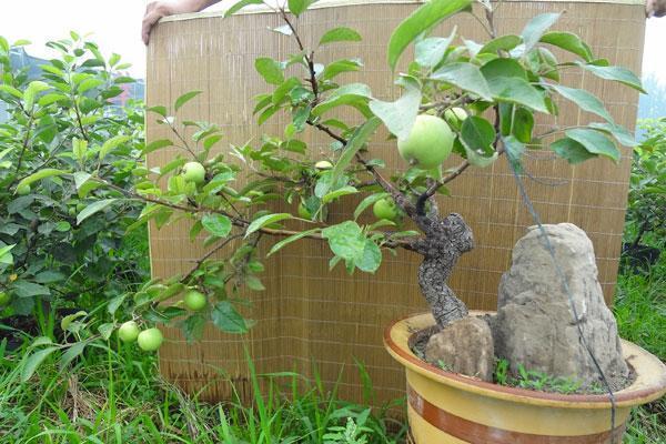 潍坊的中型盆景