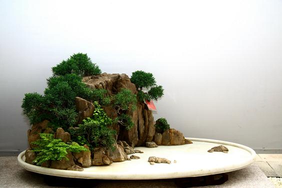 烟台的番茄盆景走俏