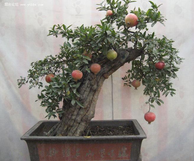 枣庄新兴产业一石榴盆景的发展之路