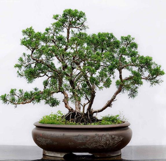 枣庄石榴盆景文博会