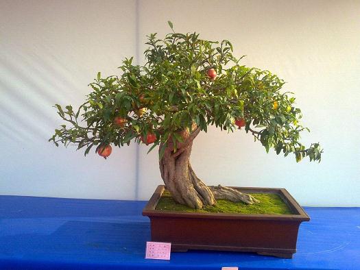 枣庄石榴盆景装点奥运