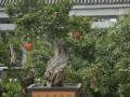 枣庄石榴盆景