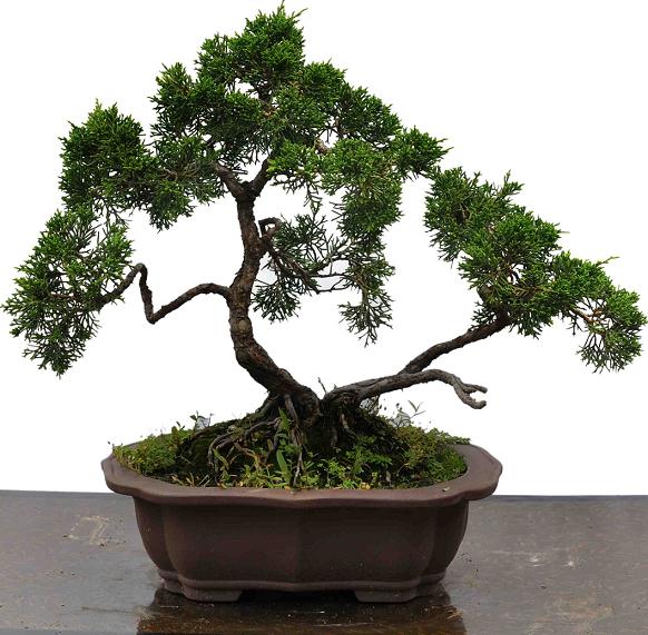 枣庄市废石盆景加工年销售收入突破1200万元