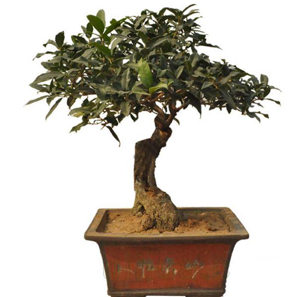 山东盆景名家精品邀请展引游客关注