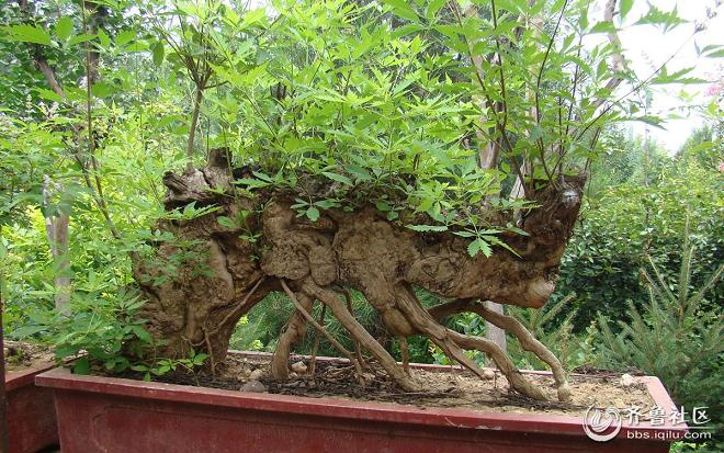 山东省内外500件名品盆景将齐聚泉城公园