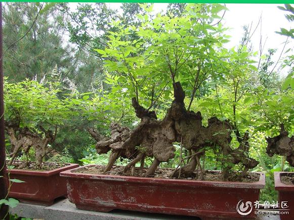 山东金银花盆景协作社