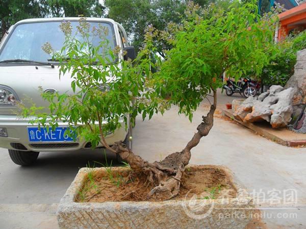 山东临沂举行盆景博览会