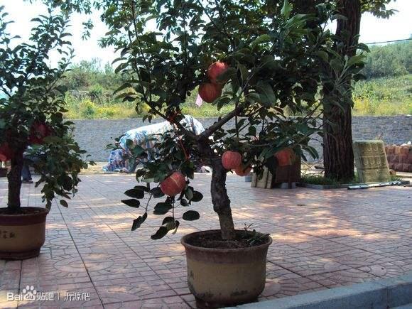 山东盆景赏石雕塑园博会