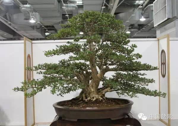 山东绿博盆景艺术中心