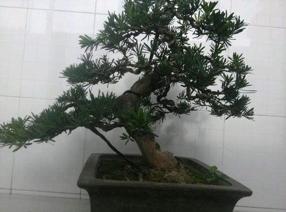 山东盆景艺术家协会