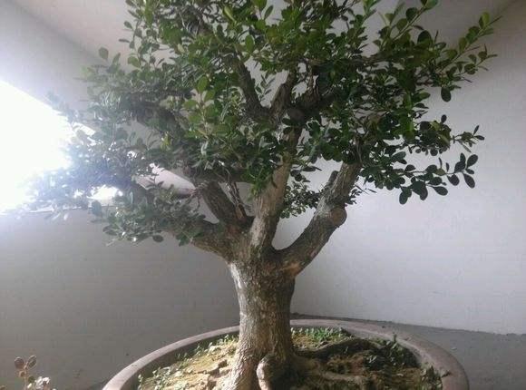 景德镇盆景博物馆的声明