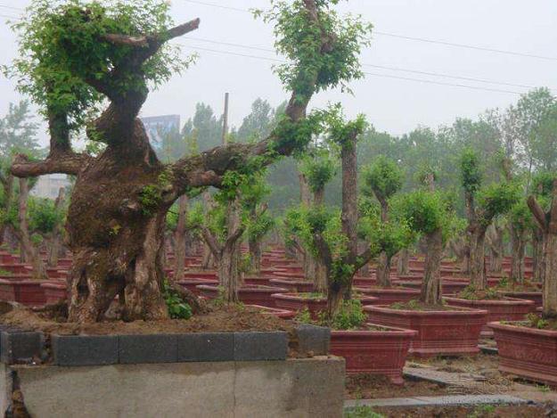景德镇盆协举办“海慧杯”盆景艺术展评会