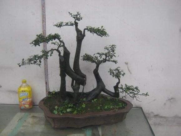 景德镇盆景参加江西盆景艺术获奖