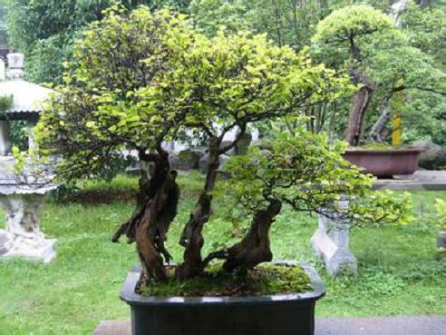 南昌盆景艺术展开幕