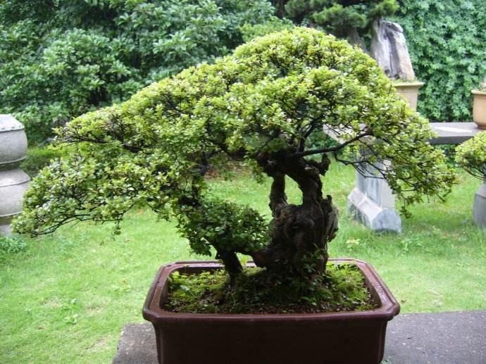 南昌天香园盆景大聚会