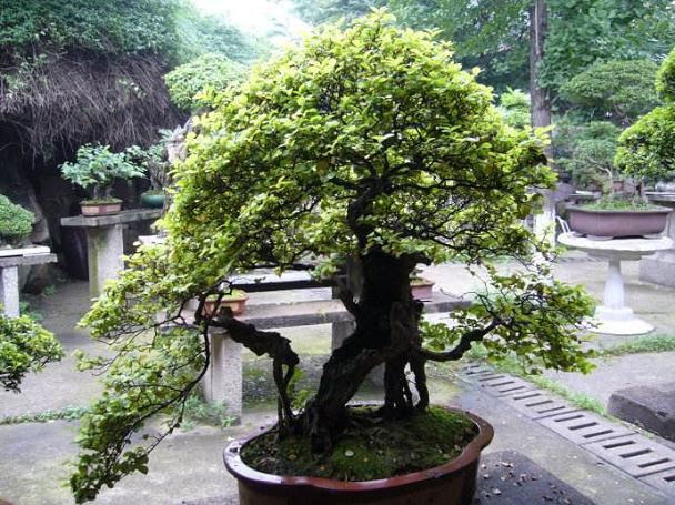 发展中的江西盆景